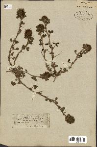 spécimen de Trifolium hirtum