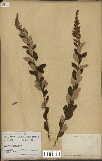 spécimen de Spiraea tomentosa