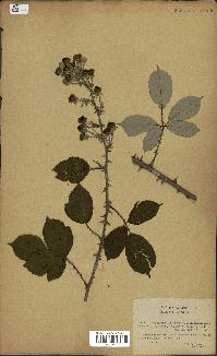 spécimen de Rubus ulmifolius