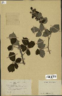 spécimen de Rubus ulmifolius