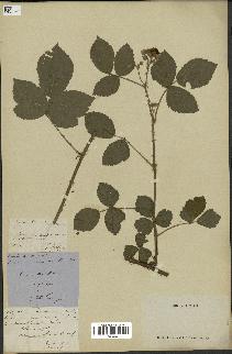 spécimen de Rubus uncinellus