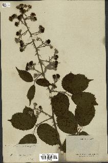 spécimen de Rubus rhamnifolius