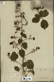 spécimen de Rubus rhamnifolius