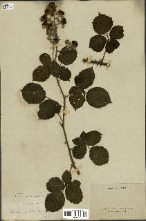 spécimen de Rubus rhamnifolius