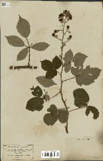 spécimen de Rubus rhamnifolius