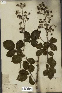 spécimen de Rubus rhamnifolius