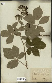 spécimen de Rubus rhamnifolius