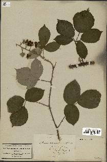 spécimen de Rubus rhamnifolius