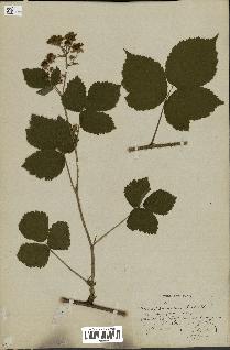 spécimen de Rubus rosaceus