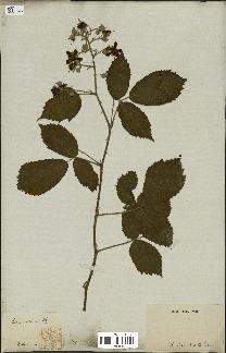 spécimen de Rubus rosaceus