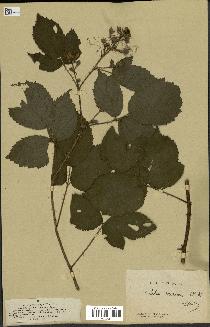 spécimen de Rubus rosaceus