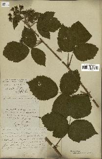 spécimen de Rubus rosaceus