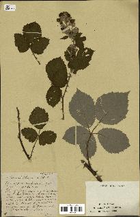 spécimen de Rubus robustus