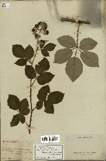 spécimen de Rubus robustus