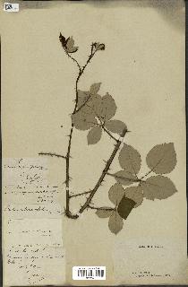 spécimen de Rubus robustus