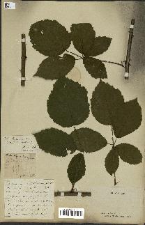 spécimen de Rubus robustus