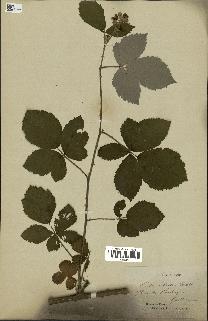 spécimen de Rubus robustus