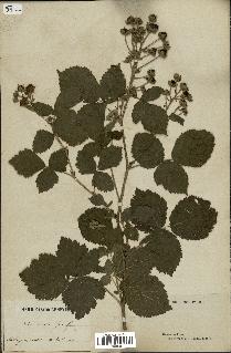 spécimen de Rubus rivalis