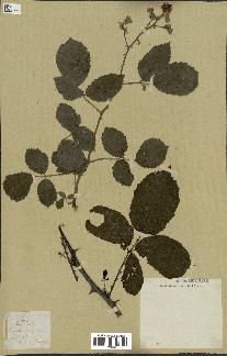 spécimen de Rubus sp.