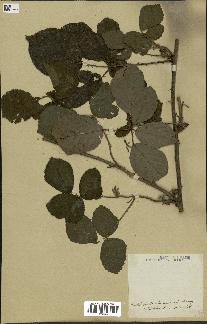 spécimen de Rubus sp.