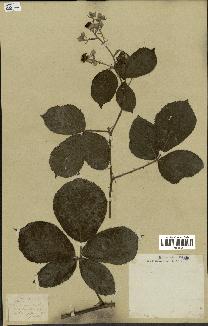 spécimen de Rubus sp.