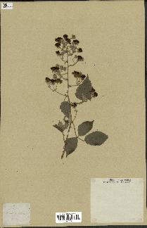spécimen de Rubus sp.