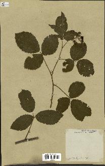 spécimen de Rubus sp.