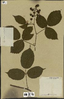 spécimen de Rubus sp.