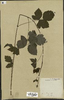 spécimen de Rubus sp.