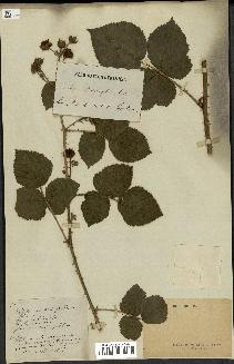 spécimen de Rubus sp.