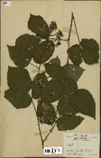 spécimen de Rubus sp.