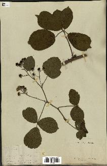 spécimen de Rubus sp.