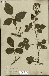 spécimen de Rubus sp.