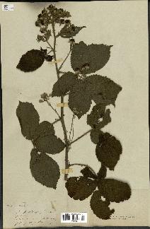 spécimen de Rubus sp.