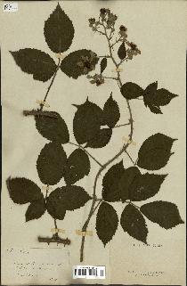 spécimen de Rubus sp.