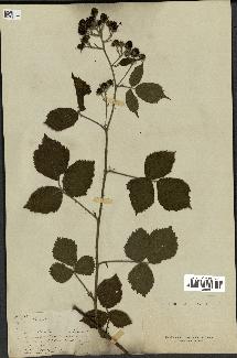 spécimen de Rubus sp.