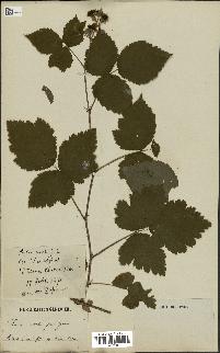 spécimen de Rubus rivalis