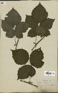 spécimen de Rubus rivalis