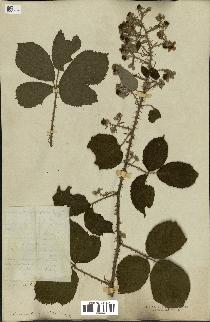 spécimen de Rubus sp.