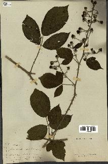 spécimen de Rubus sp.