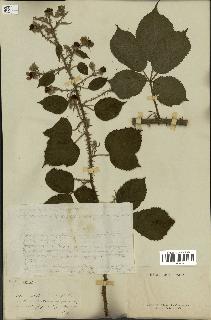 spécimen de Rubus sp.