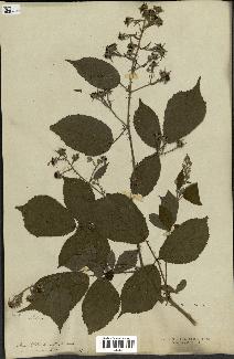 spécimen de Rubus sp.