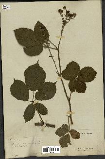 spécimen de Rubus sp.