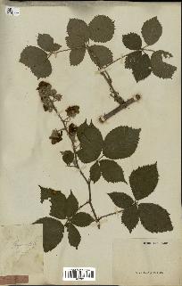 spécimen de Rubus sp.