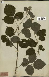 spécimen de Rubus sp.