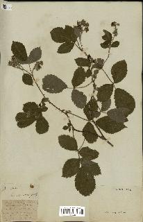 spécimen de Rubus sp.