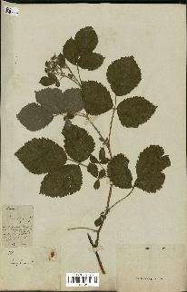 spécimen de Rubus sp.
