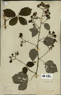 spécimen de Rubus sp.