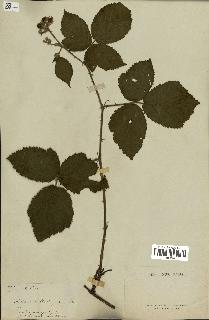 spécimen de Rubus sp.