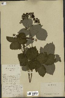 spécimen de Rubus pubicaulis